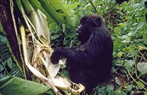 Congo Gallery: Mountain Gorilla