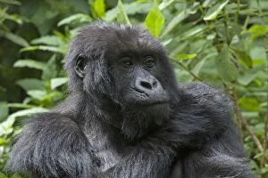 Images Dated 30th December 2010: Mountain Gorilla