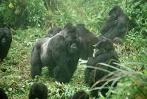 Images Dated 12th June 2006: Mountain Gorilla