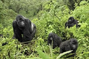 Images Dated 8th December 2006: Mountain Gorilla