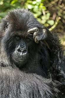 Mountain Gorilla adult female scratching her head
