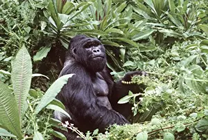 Cloud Forest Prints: Mountain Gorilla AU 49