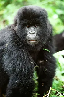 Mountain Gorilla AW 3778 © Adrian Warren / ARDEA LONDON