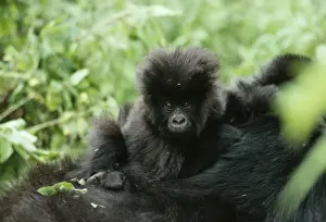 Mountain Gorilla AW 3941 © Adrian Warren / ARDEA LONDON