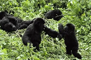 Play Fighting Collection: Mountain Gorilla AW 4448 Juveniles playfighting, Virunga Volcanoes, Rwanda, Africa