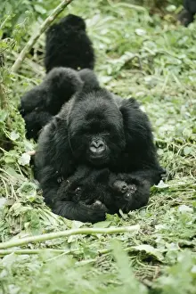 Mountain Gorilla AW 4449 Muraha & Offspring Gorilla gorilla beringei © Adrian Warren / ARDEA LONDON