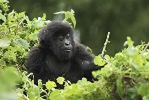 Mountain Gorilla - baby (Gorilla beringei beringei)