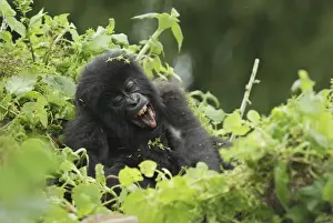 Rwanda Prints: Mountain Gorilla - baby Volcanoes National Park, Rwanda