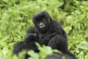 Cloud Forest Prints: Mountain Gorilla - baby Volcanoes National Park, Rwanda