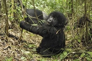 Images Dated 9th December 2006: Mountain Gorilla - baby Volcanoes National Park, Rwanda