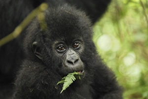 Images Dated 9th December 2006: Mountain Gorilla - baby Volcanoes National Park, Rwanda