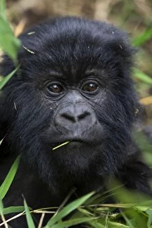 Images Dated 15th August 2008: Mountain Gorilla - Curious juvenile. Virunga Volcanoes National Park - Rwanda. Endangered Species