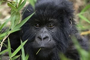 Images Dated 15th August 2008: Mountain Gorilla - Curious juvenile. Virunga Volcanoes National Park - Rwanda. Endangered Species