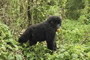 Images Dated 10th December 2006: Mountain Gorilla - eating a fruit Volcanoes National Park, Rwanda