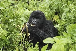 Images Dated 8th December 2006: Mountain Gorilla - eating Volcanoes National Park, Rwanda