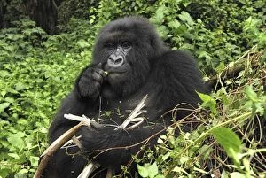 Images Dated 10th December 2006: Mountain Gorilla - eating Volcanoes National Park, Rwanda