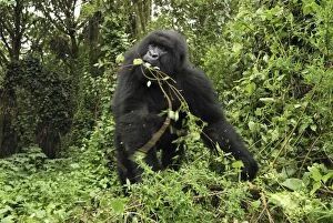Images Dated 10th December 2006: Mountain Gorilla - eating Volcanoes National Park, Rwanda