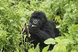 Mountain Gorilla - eating Volcanoes National Park, Rwanda