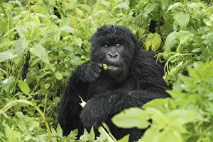 Mountain Gorilla - eating Volcanoes National Park, Rwanda