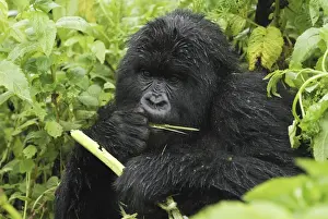 Mountain Gorilla - eating Volcanoes National Park, Rwanda