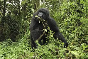 Mountain Gorilla - eating Volcanoes National Park, Rwanda