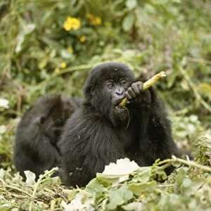 Mountain Gorilla - feeding on vegetation