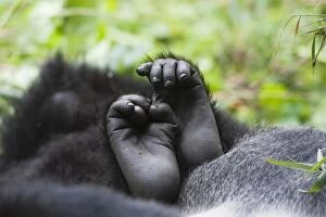 Images Dated 30th December 2010: Mountain Gorilla - feet of juvenile