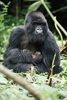 Mountain Gorilla - female with 2 hour old baby Amareba
