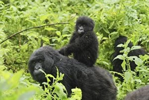 Images Dated 8th December 2006: Mountain Gorilla - female with baby Volcanoes National Park, Rwanda
