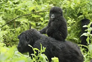 Rwanda Prints: Mountain Gorilla - female with baby Volcanoes National Park, Rwanda