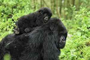 Rwanda Prints: Mountain Gorilla - female with baby Volcanoes National Park, Rwanda
