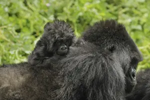 Mountain Gorilla - female with baby Volcanoes National Park, Rwanda