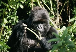 Mountain Gorilla - Female Poppy, eating vegetation