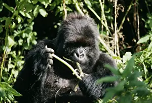 Vegetation Prints: Mountain Gorilla Female Poppy Rwanda