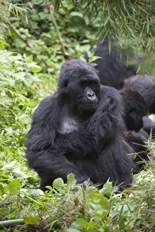 Images Dated 30th December 2010: Mountain Gorilla - female resting in family group