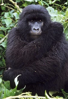 Images Dated 8th August 2012: Mountain Gorilla, (Gorilla gorilla beringei)