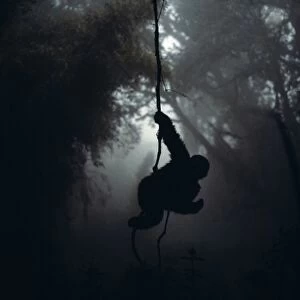 Mountain Gorilla - Hanging on vine