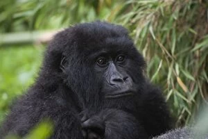 Images Dated 30th December 2010: Mountain Gorilla - juvenile