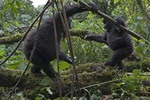 Mountain Gorilla - Juveniles playing
