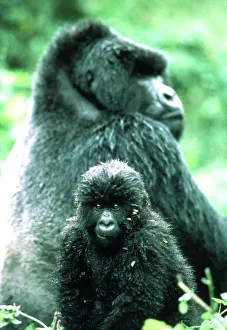 Mountain Gorilla (Gorilla beringei beringei)