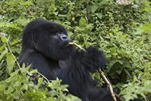Images Dated 13th September 2005: Mountain Gorilla - Large silverback feeding on wild celery. Virunga Volcanoes National Park - Rwanda