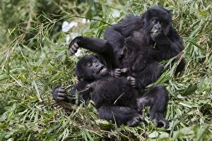 Images Dated 15th August 2008: Mountain Gorilla - Playful juveniles. Virunga Volcanoes National Park - Rwanda. Endangered Species