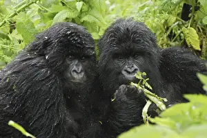 Rwanda Prints: Mountain Gorilla - after rain Volcanoes National Park, Rwanda