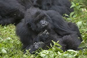 Images Dated 30th December 2010: Mountain Gorilla - scratching
