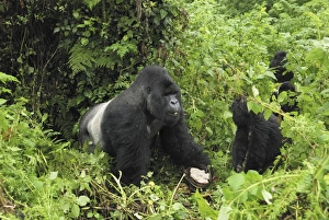 Mountain Gorilla - silverback eating bracket fungi Mountain Gorilla - silverback eating bracket fungi