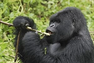 Images Dated 8th December 2006: Mountain Gorilla - silverback eating Volcanoes National Park, Rwanda