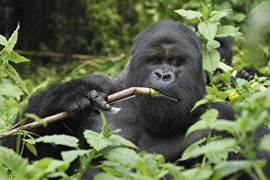 Images Dated 10th December 2006: Mountain Gorilla - silverback eating Volcanoes National Park, Rwanda