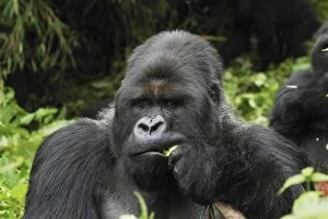 Images Dated 10th December 2006: Mountain Gorilla - silverback eating Volcanoes National Park, Rwanda