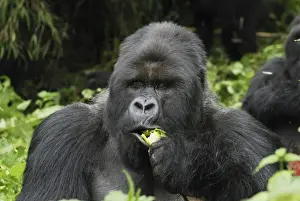 Mountain Gorilla - silverback eating Volcanoes National Park, Rwanda