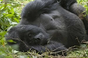 Images Dated 30th December 2010: Mountain Gorilla - silverback resting